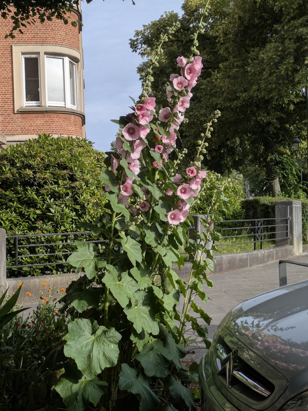Magnificent weeds: in praise of giant adventives in June
