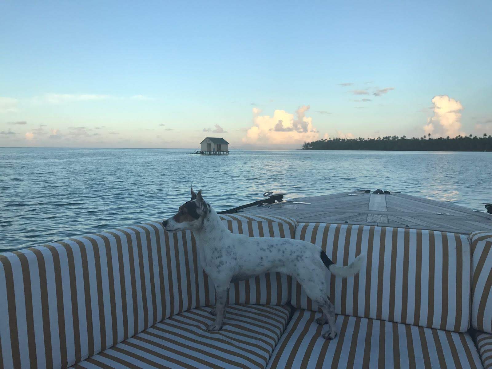 The dog, best companion of modern life